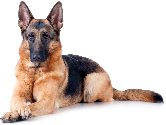 GermanShepherd1