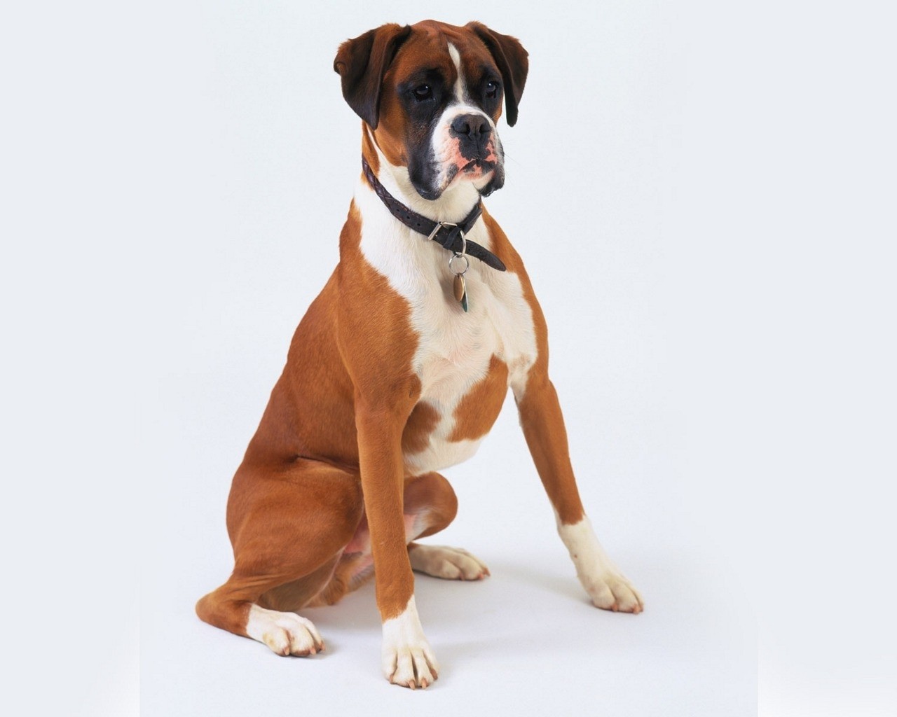 animals-dogs-boxer-dog-1280x1024-wallpaper