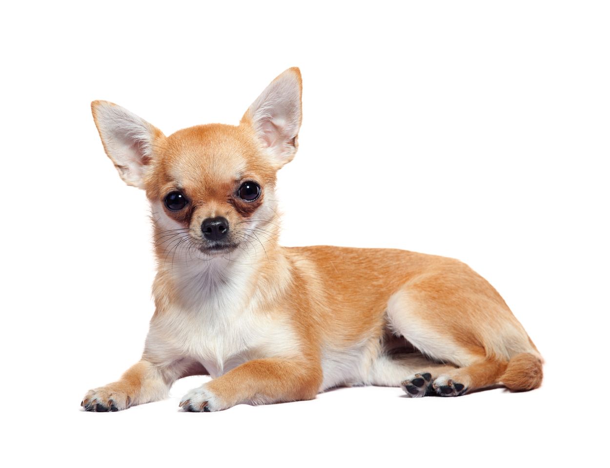 chihuahua5