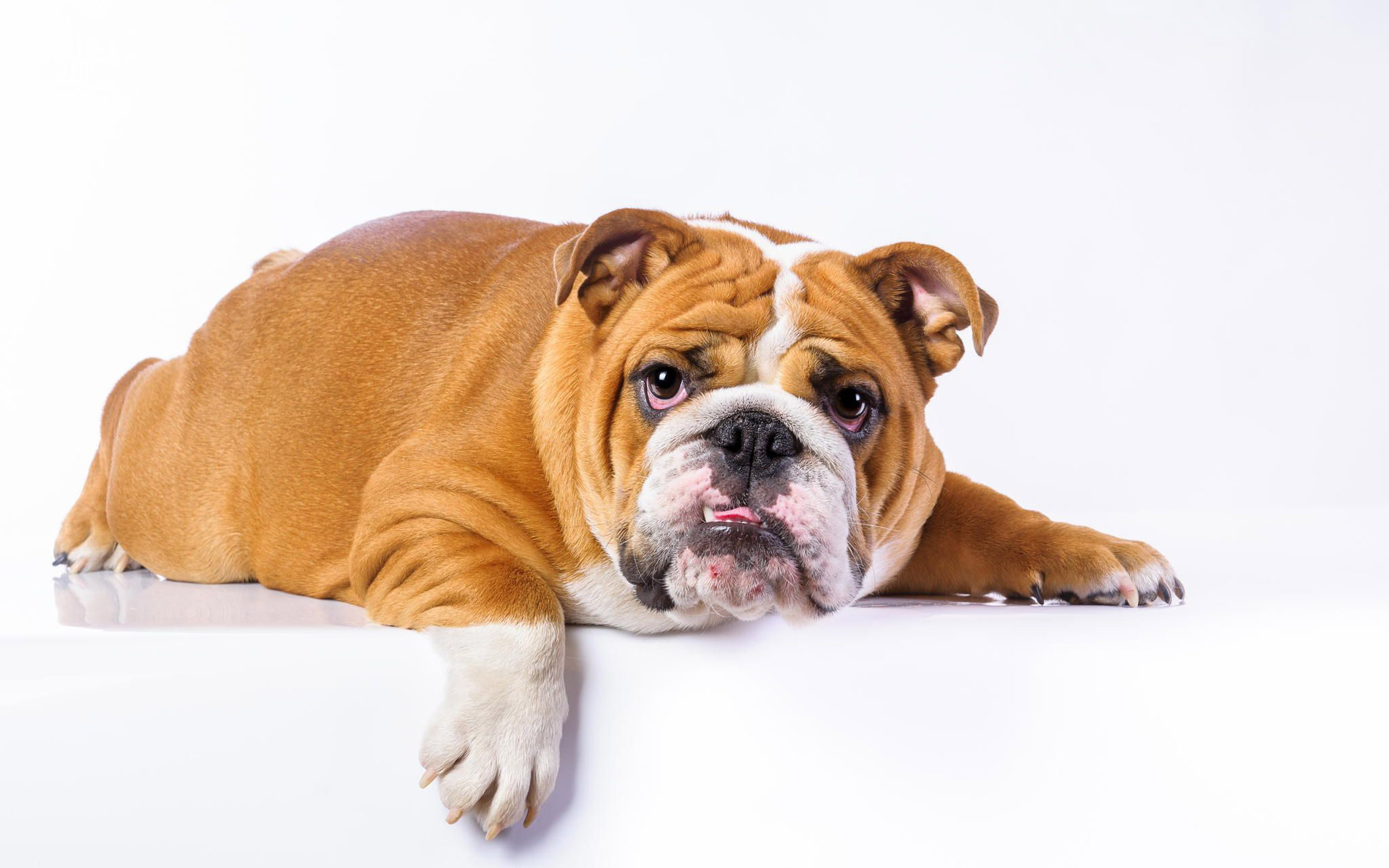 lazy-english-bulldog-animal-hd-wallpaper-2560x1600-8547
