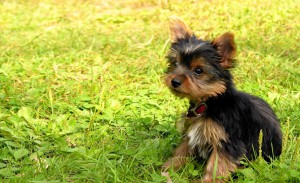 Yorkshire-Terrier-Puppies