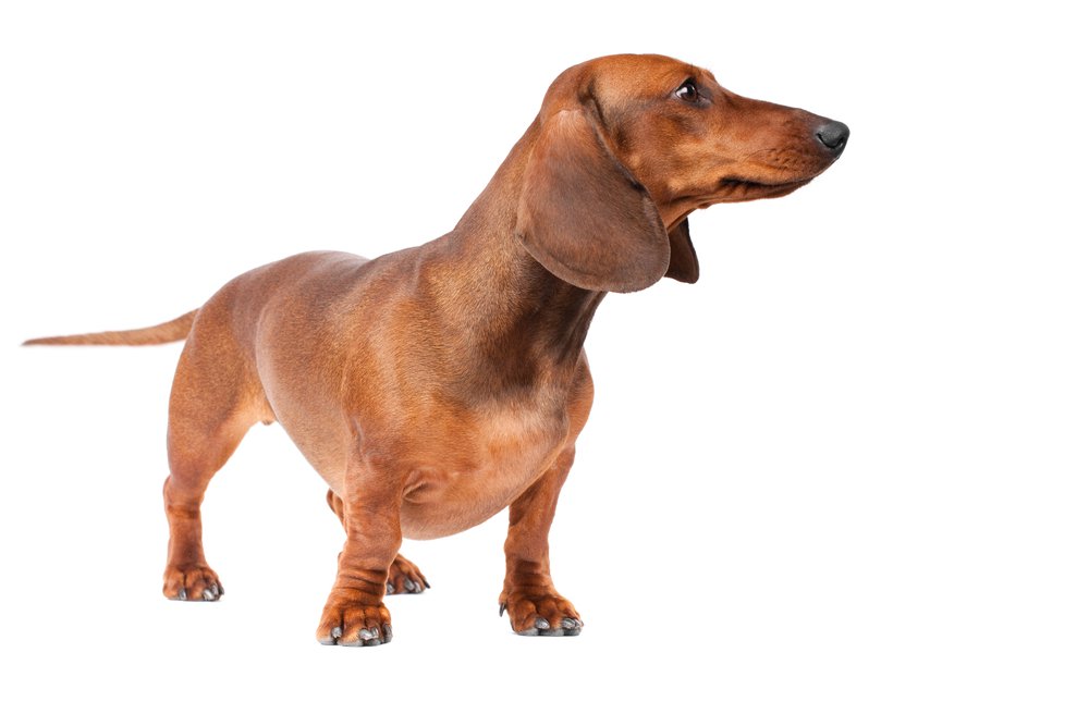 dachshund-11
